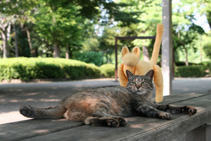 野良猫　cat ととら　公園　茶トラ　黄色い猫　癒しDVD　川口自然公園