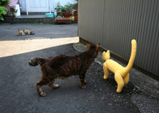 猫　ハチワレ　谷中　黄色い猫　癒しDVD　谷根千　散歩