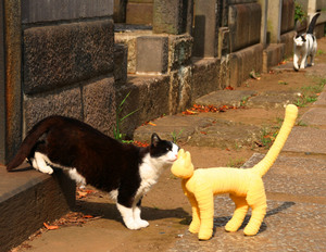 猫　ハチワレ　谷中　黄色い猫　癒しDVD　ととら