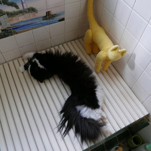 ねこ　猫　ネコ　ノルウェージャン　cat　ととら　ミユ　クーラー　ととら　cat　熊木富男　風呂場