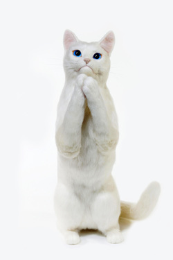祈り　羊毛フェルト　熊木早苗　白猫　お願い猫　アート