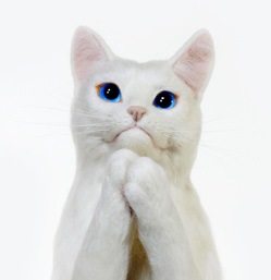 祈り　羊毛フェルト　熊木早苗　白猫　お願い猫　アートのサムネイル画像