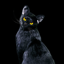 Black cat　Chat noir　羊毛フェルト　needlefelting art wool sanaekumaki 熊木早苗　noire　chat　cat  gato  قطة