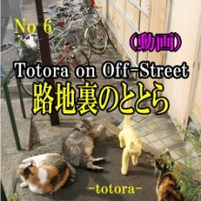 ⑥ Totora on off-street / 路地裏のととら download(動画)